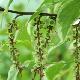 Stachyurus � feuilles panach�es