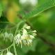 Pterostyrax  de Chine
