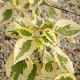 Cornouiller � fleurs Golden Shadow