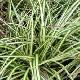 Carex Evergold