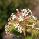 Ab�lia triflora 