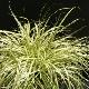 Carex Evergold