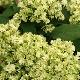 Hortensia arbustif Hayes Starburst