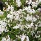 Deutzia kalmiiflora