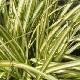 Carex Evergold