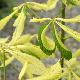 Marronnier d'Inde � feuillage panach�