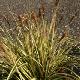 Carex Evergold