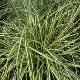 Carex Evergold