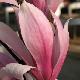 Magnolia 'Sentinel'