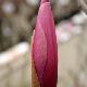 Magnolia 'Sentinel'