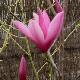 Magnolia 'Sentinel'