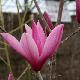 Magnolia 'Sentinel'