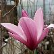 Magnolia 'Sentinel'