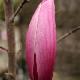 Magnolia 'Sentinel'