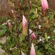 Magnolia 'Sentinel'
