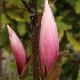 Magnolia 'Sentinel'