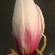 Magnolia Picture