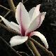 Magnolia Picture