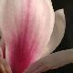 Magnolia Picture