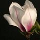 Magnolia Picture