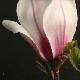 Magnolia Picture