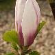 Magnolia Picture