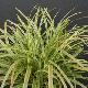 Carex Silver Sceptre