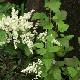 Holodiscus discolor 