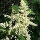Holodiscus discolor 