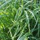 Carex Silver Sceptre