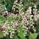Holodiscus discolor 