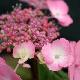 Hortensia � fleurs plates Woodlander