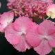 Hortensia � fleurs plates Woodlander