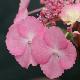 Hortensia � fleurs plates Woodlander