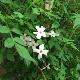 Jasmin officinale Inverleith