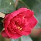 Cam�lia d'automne Bonanza