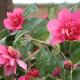 Cam�lia d'automne Bonanza