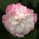 Cam�lia Champ�tre Sweet Jane