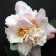 Cam�lia champ�tre High Fragance