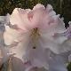 Rhododendron Loderi King George