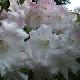 Rhododendron Loderi King George