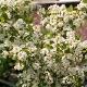 Symplocos paniculata 