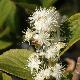 Symplocos paniculata 