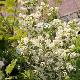 Symplocos paniculata 