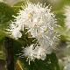 Symplocos paniculata 