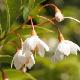 Styrax japonicus 'Emerald Meadow'