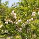 Styrax japonicus 'Emerald Meadow'