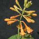 Ch�vrefeuille Golden Trumpet