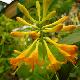 Ch�vrefeuille Golden Trumpet