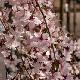 Prunus incisa pleureur